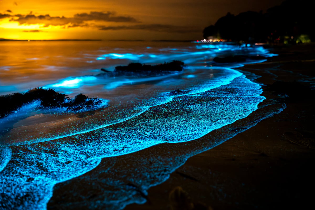 Glowing bioluminescent water at the Luminous Lagoon, shimmering blue in the night