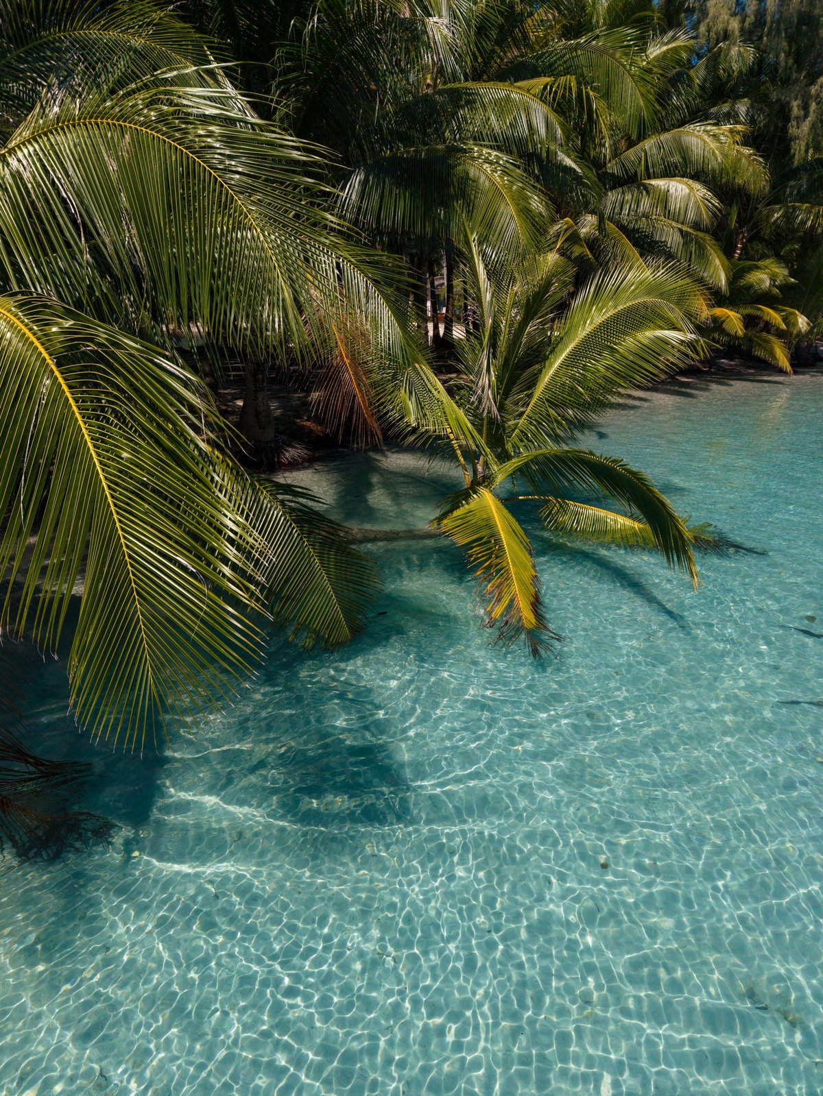 Palm trees framing crystal-clear turquoise water in a tropical Jamaican cove