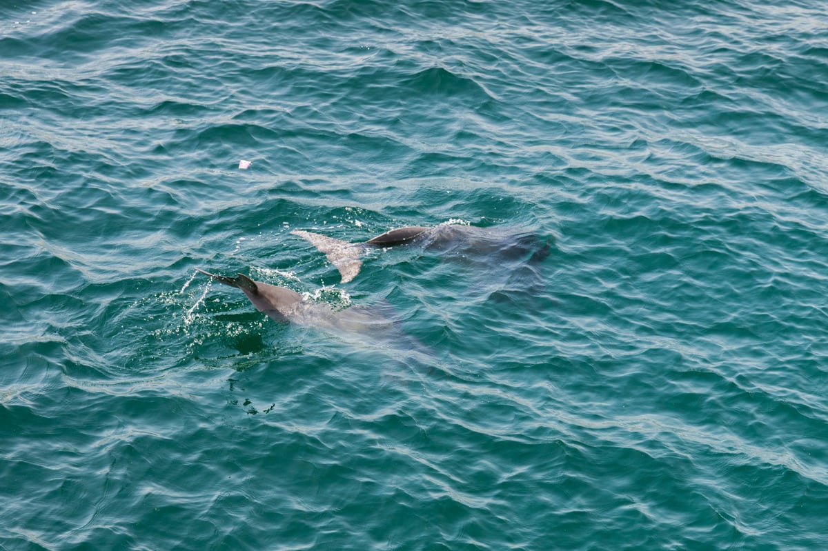 Dolphins swimming in clear turquoise bay water