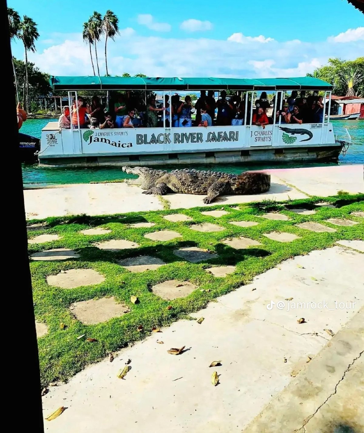 A crocodile rests on the ground near a Black River Safari tour boat filled with passengers in tropical waters with palm trees