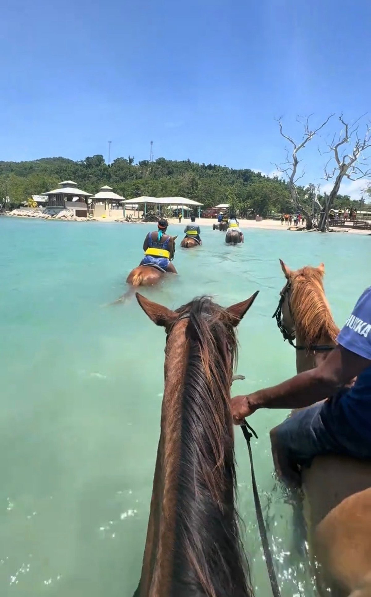 Horses swimming in turquoise water with tourists and handlers in tropical beach setting