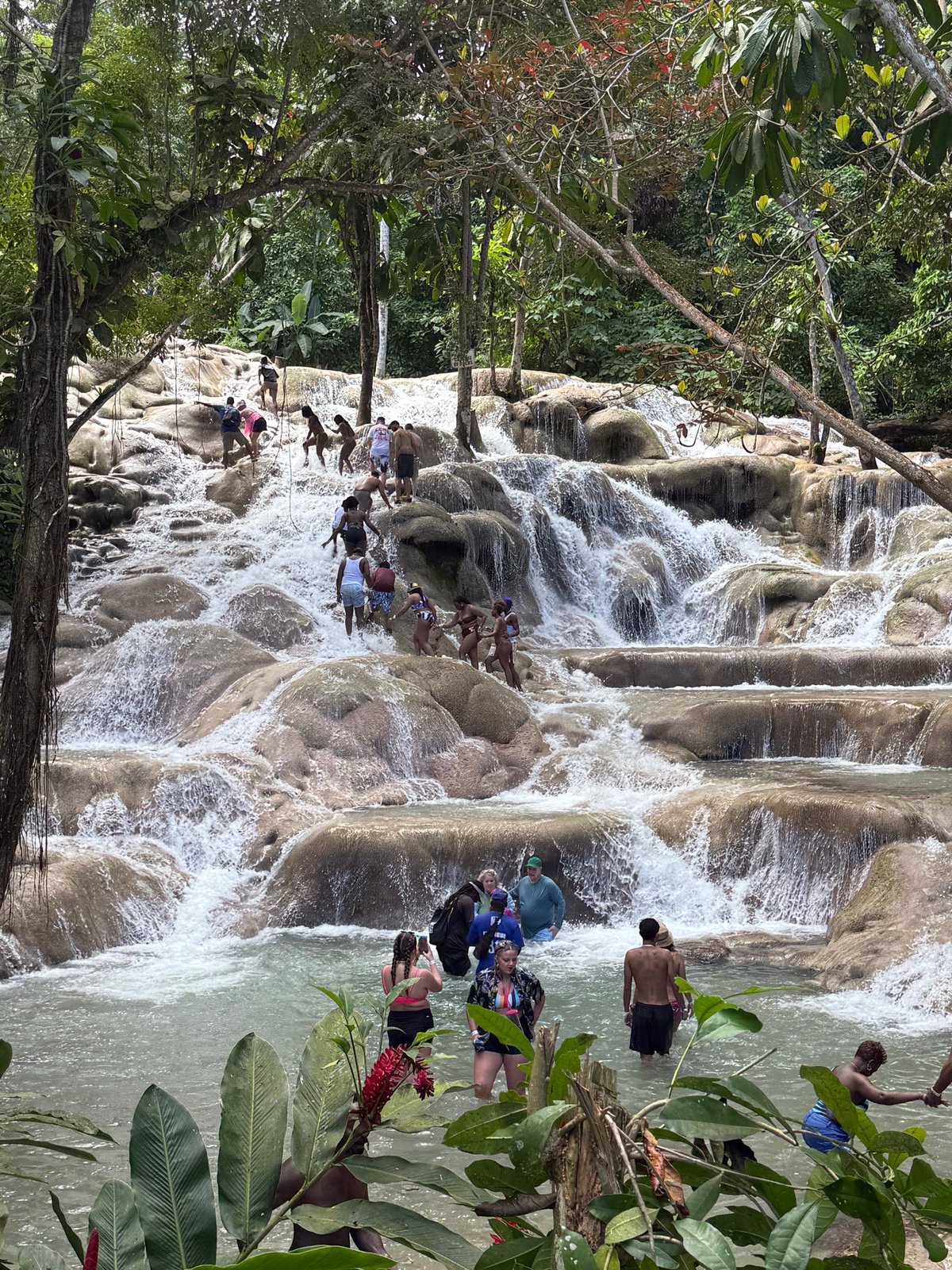 Tourists swimming and wading in terraced limestone waterfalls surrounded by lush jungle forest at Dunn's River Falls